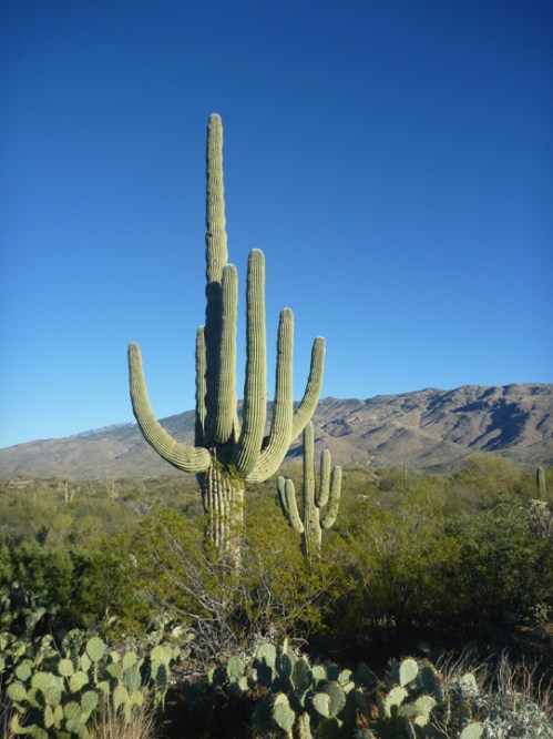 Tucson249