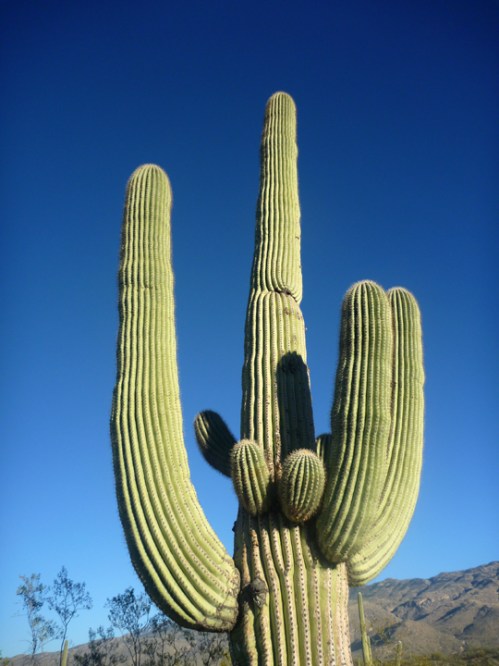 Tucson251