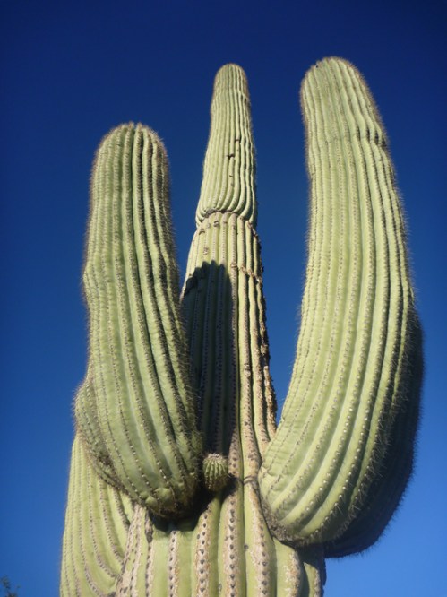 Tucson254