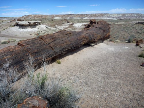 PetrifiedForest0510