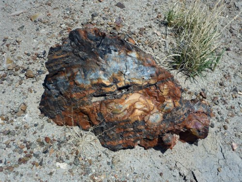 PetrifiedForest0527