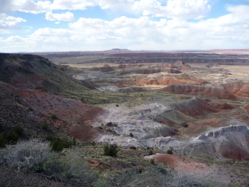 PetrifiedForest0592