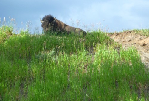 YellowstoneBuffalo0072