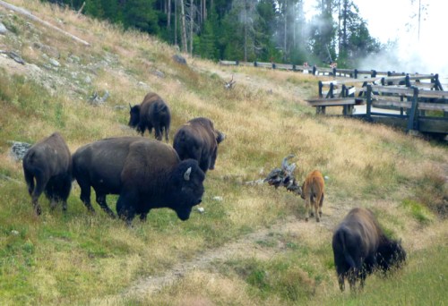 YellowstoneBuffalo0104