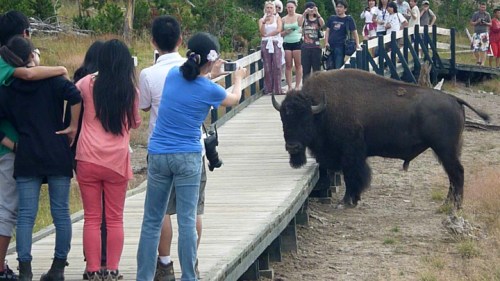 YellowstoneBuffalo0111