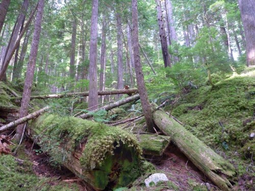 CascadesThunderCreekTrail0543