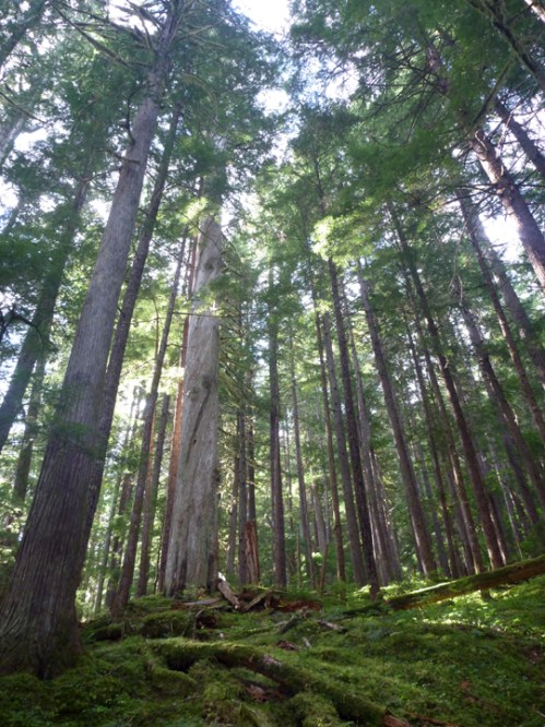 CascadesThunderCreekTrail0554