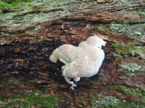 CascadesThunderCreekTrail0555