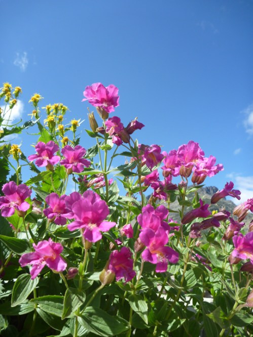 GlacierLoganPass0803