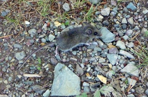 GlacierManyGlacier0105