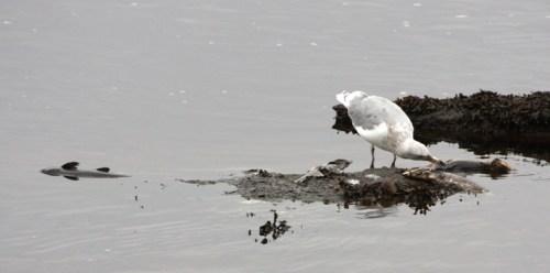 PortHardySeagulls5445