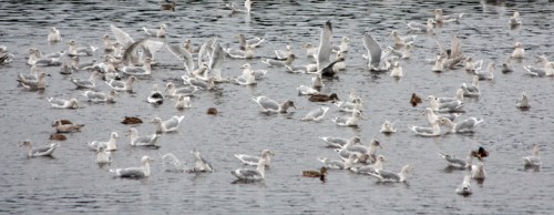 PortHardySeagulls5446