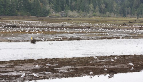 PortHardySeagulls5448