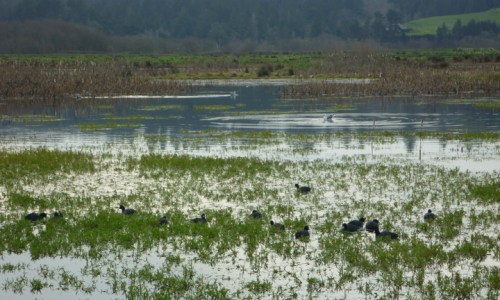 HumboldtBayNWR0769