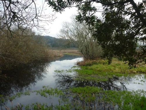 HumboldtBayNWR0770