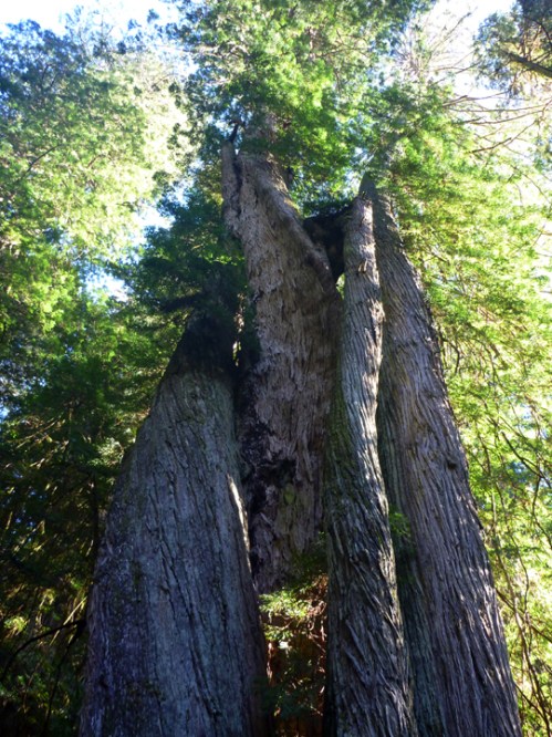 RedwoodsNPTwistedTree0630