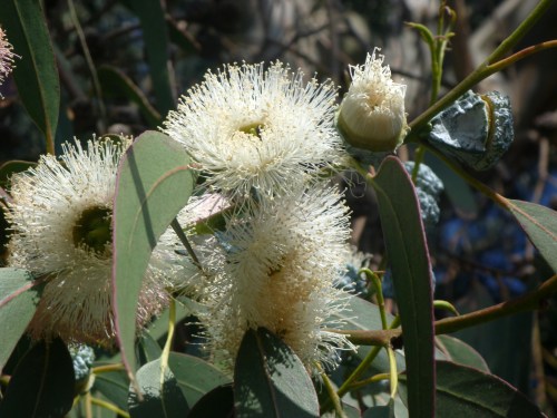 Eucalyptus0950