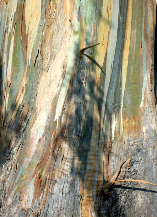 Eucalyptus0956