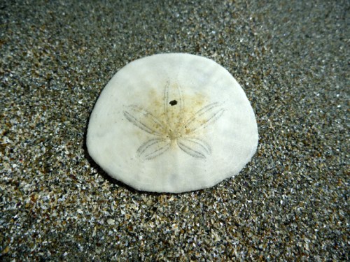 BigSurSandDollarBeach0570