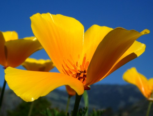 BigSurSandDollarBeachCropped0583