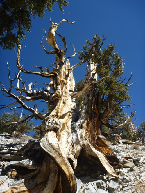 Bristlecone0008