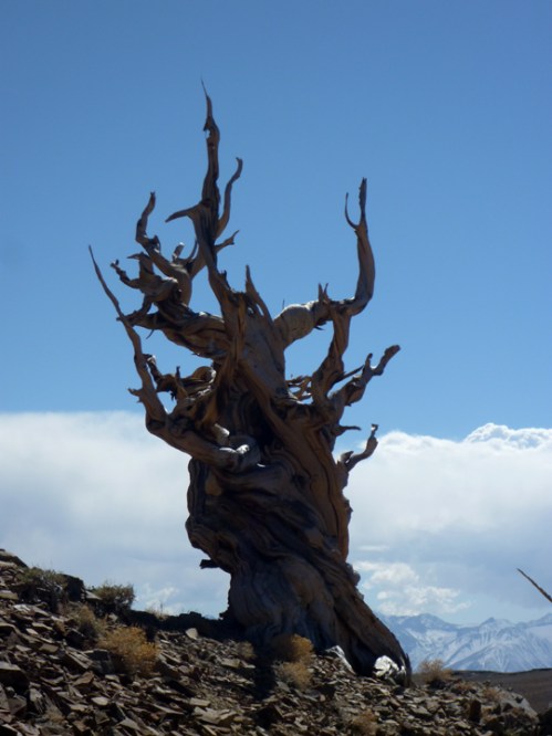Bristlecone0017