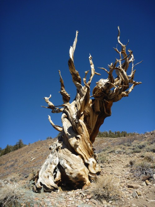 Bristlecone0020
