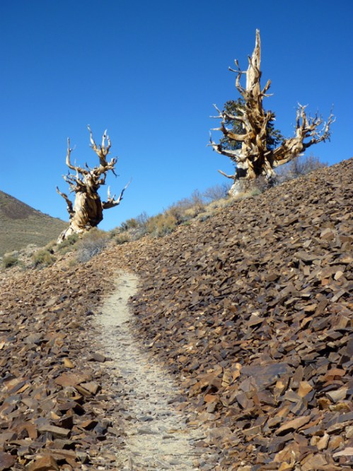 Bristlecone0023