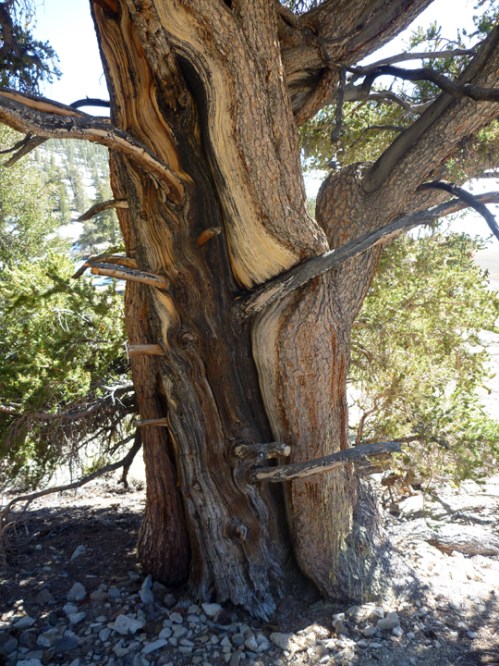 Bristlecone0030