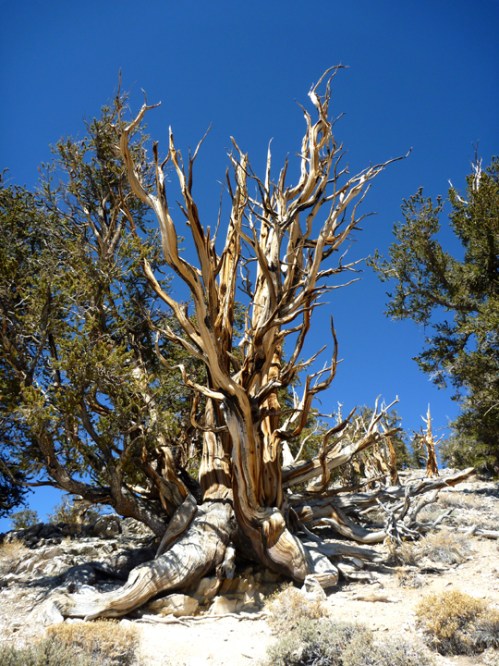 Bristlecone0990