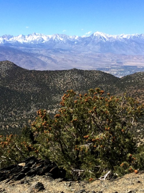 BristleconePineWithiPad0139