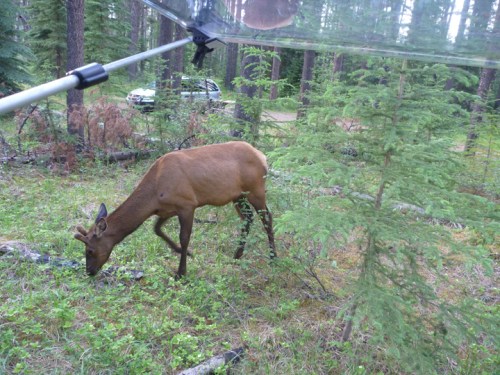 JasperNPWhistlerCG0740