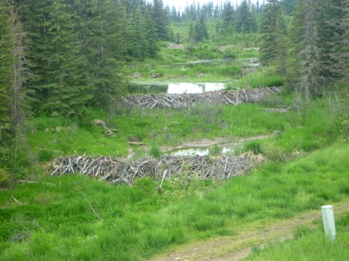 KiskatinawBeaverDams0146
