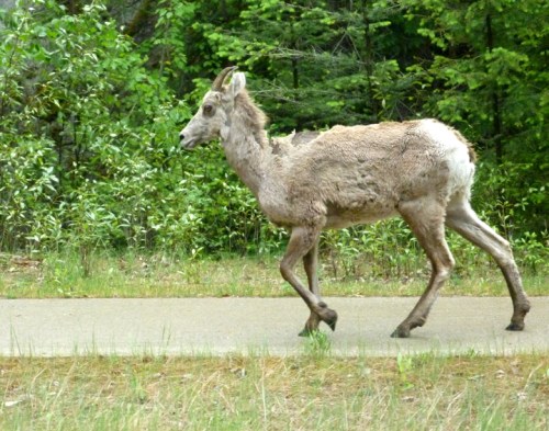 RadiumHotSprings0111