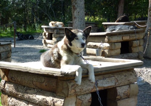 DenaliDogSledDemo0381