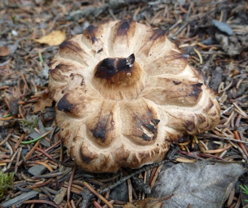 DenaliHorseshoeLake0427