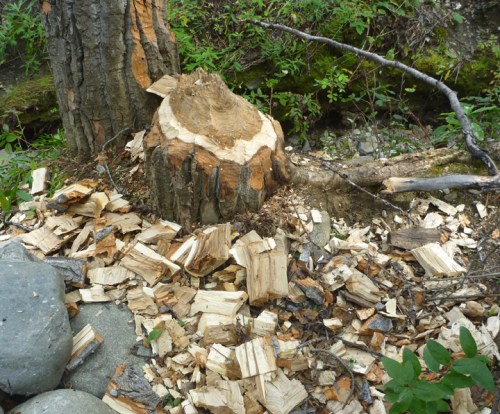 DenaliHorseshoeLake0430