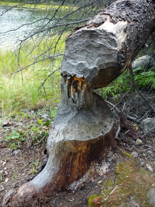 DenaliHorseshoeLake0451