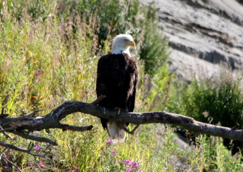 NinilchikDeepCreek6261