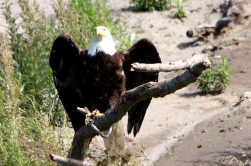 NinilchikDeepCreek6270