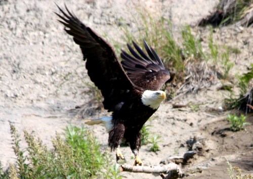 NinilchikDeepCreek6272