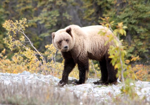 AlaskanHwyReturnBear6868