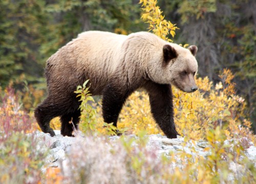 AlaskanHwyReturnBear6872