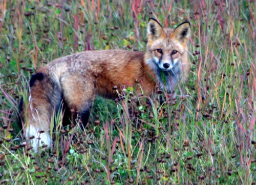 CassiarHwyFoxCropped6962