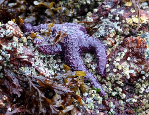 SkookumchuckRapids7041