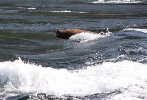 SkookumchuckRapids7044