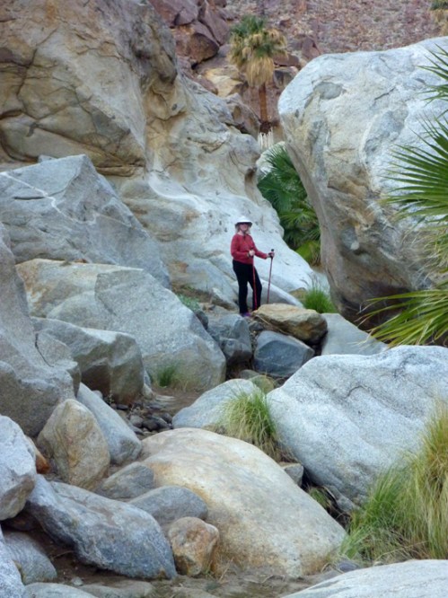 AnzaPalmCanyon0451