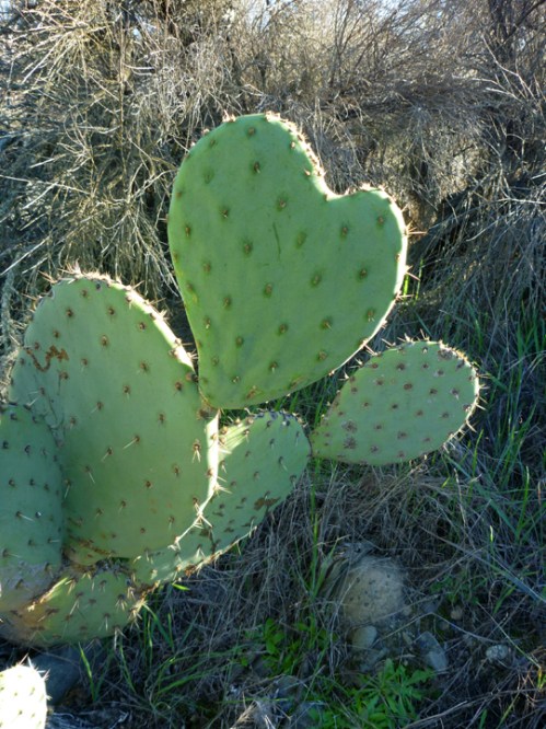 CaspersCapistrano0258