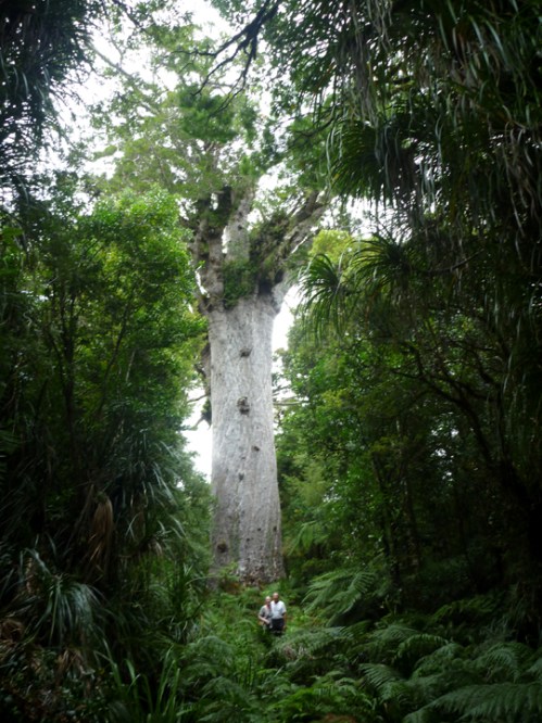 OldestKauri0229
