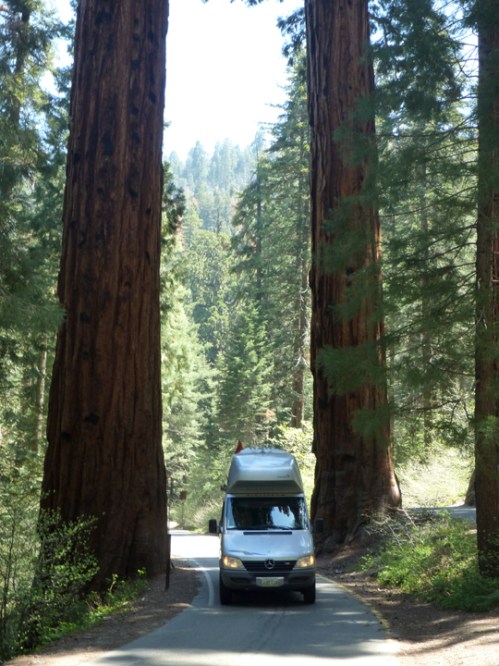 SequoiaNP0341